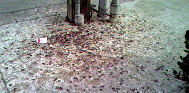 Pigeon Guano